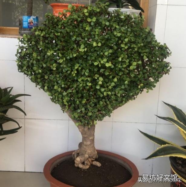 该怎么修剪?