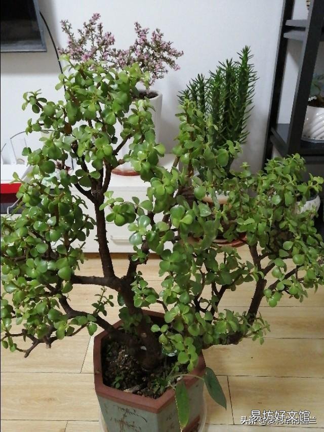 该怎么修剪?