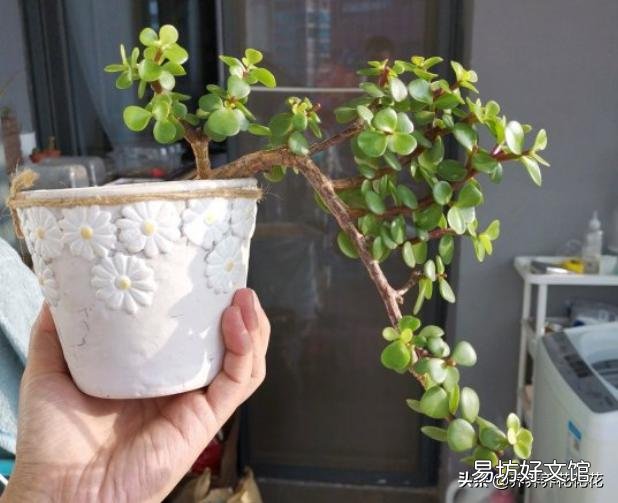 该怎么修剪?
