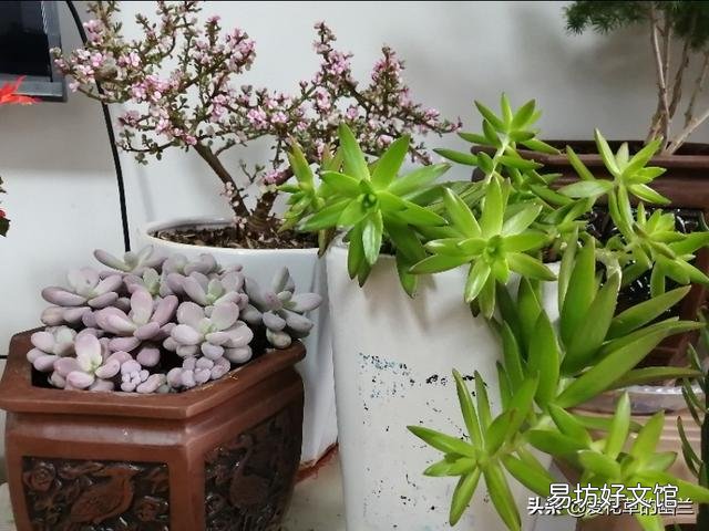 该怎么修剪?