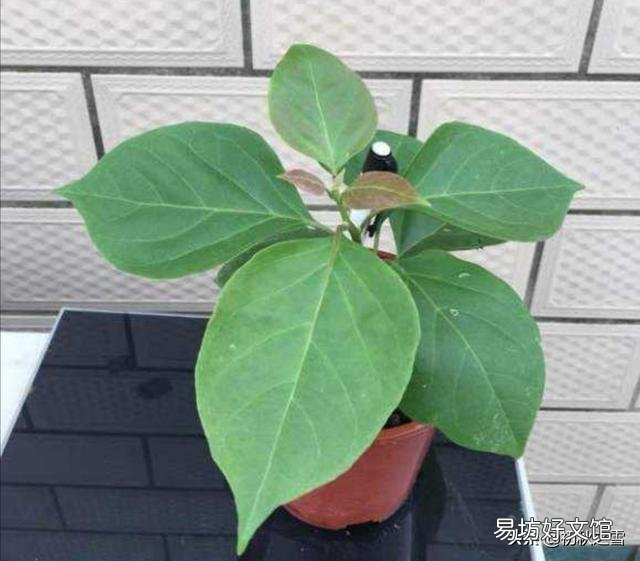 三角梅从根部长出苗是否能分盒盆?