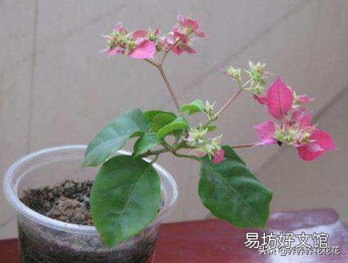三角梅从根部长出苗是否能分盒盆?
