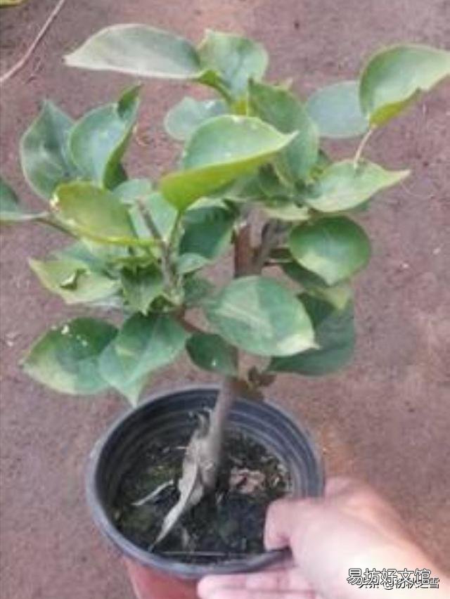 三角梅从根部长出苗是否能分盒盆?