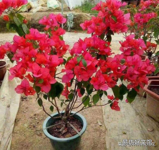 三角梅从根部长出苗是否能分盒盆?