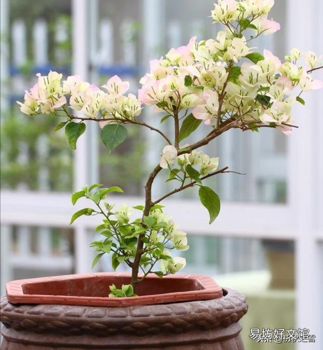 三角梅从根部长出苗是否能分盒盆?
