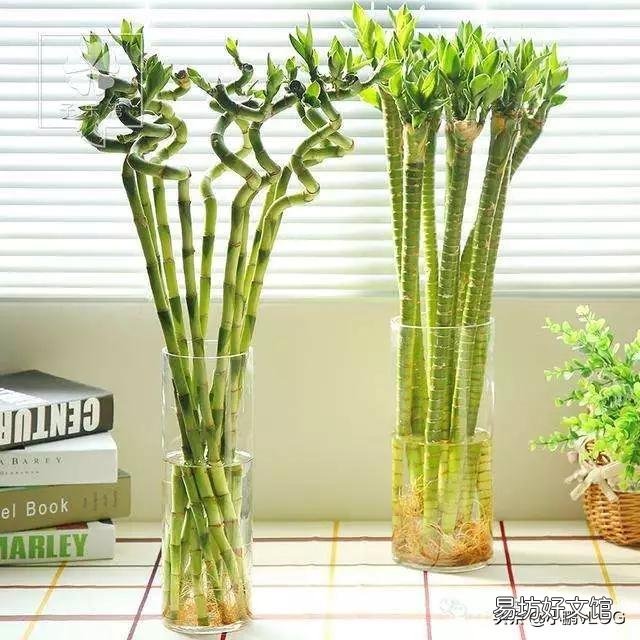 室内如何水培植物才能够长得好,不出问题?