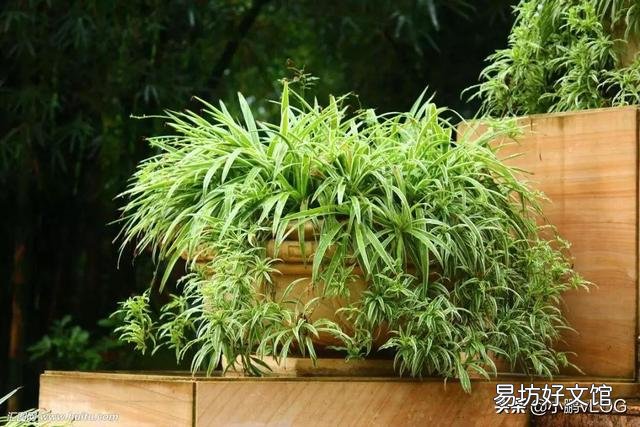 室内如何水培植物才能够长得好,不出问题?