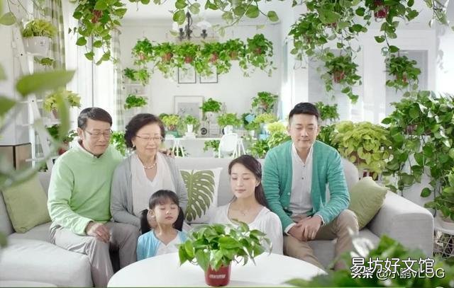 室内如何水培植物才能够长得好,不出问题?