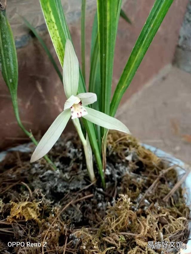 养花应该怎么去给植物施肥?应该怎么去选择肥料呢?
