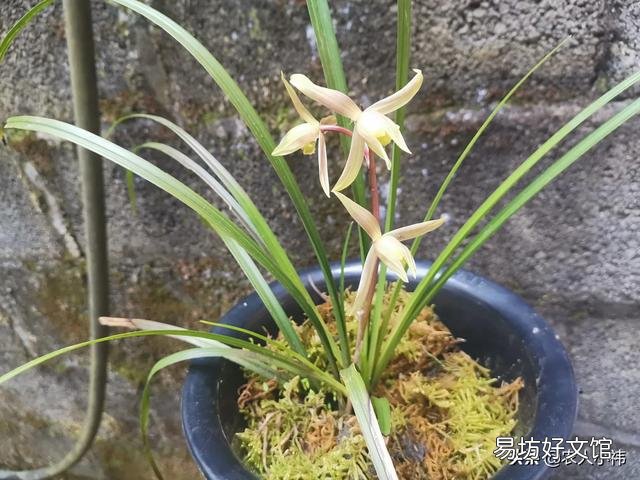 养花应该怎么去给植物施肥?应该怎么去选择肥料呢?