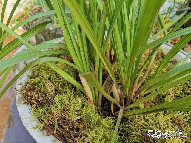 养花应该怎么去给植物施肥?应该怎么去选择肥料呢?