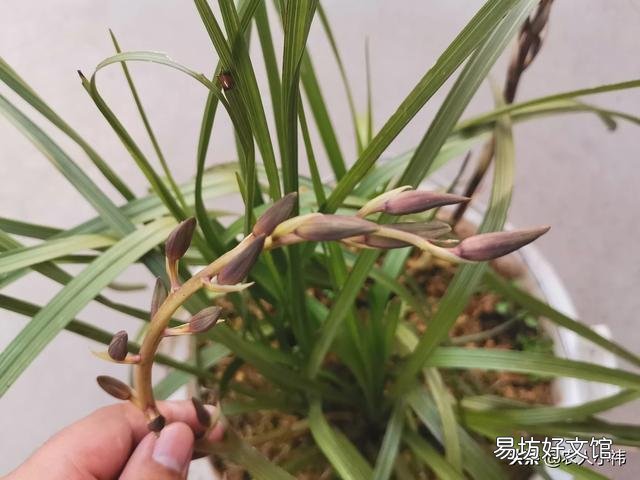 养花应该怎么去给植物施肥?应该怎么去选择肥料呢?