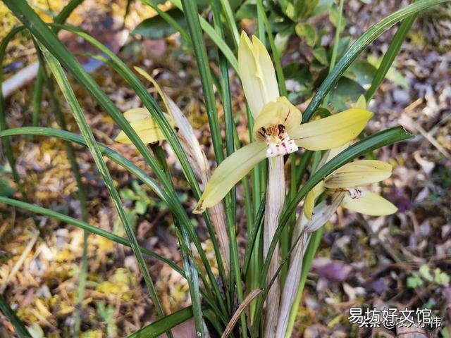 养花应该怎么去给植物施肥?应该怎么去选择肥料呢?