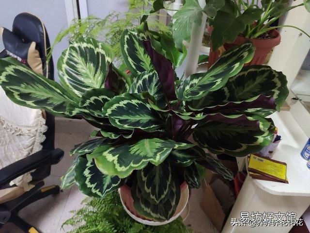养花应该怎么去给植物施肥?应该怎么去选择肥料呢?