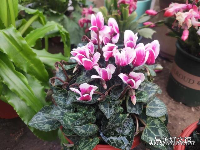 养花应该怎么去给植物施肥?应该怎么去选择肥料呢?