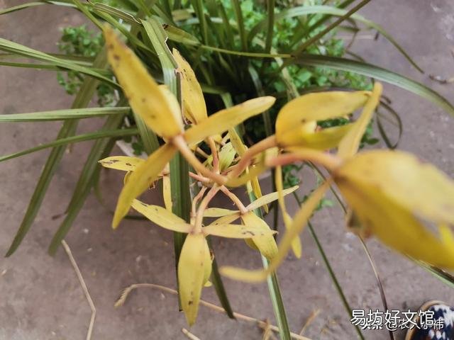 养花应该怎么去给植物施肥?应该怎么去选择肥料呢?
