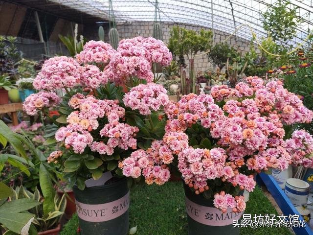 养花应该怎么去给植物施肥?应该怎么去选择肥料呢?