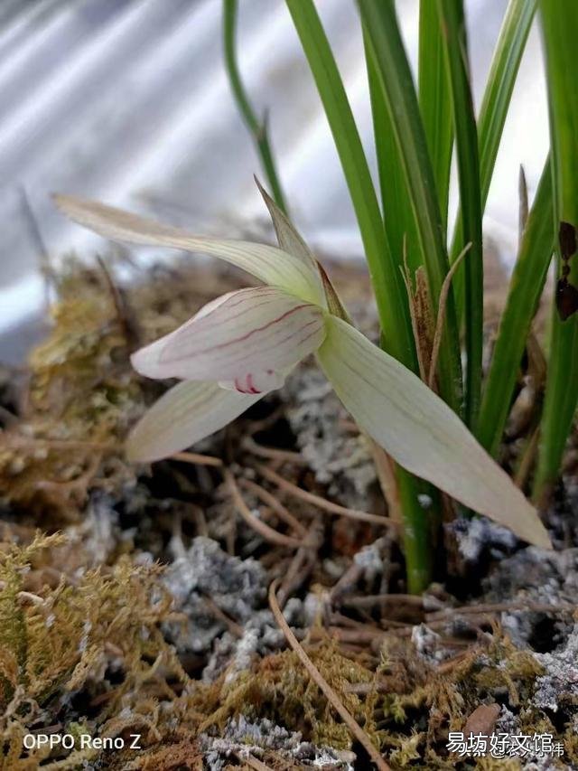 养花应该怎么去给植物施肥?应该怎么去选择肥料呢?