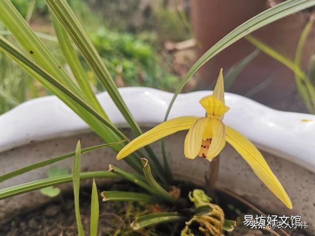 养花应该怎么去给植物施肥?应该怎么去选择肥料呢?