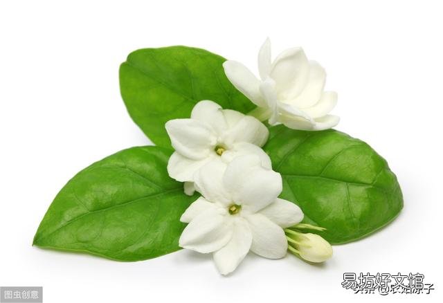 茉莉花不发新枝叶子发黄是什么原因?