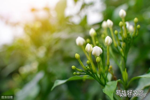 茉莉花不发新枝叶子发黄是什么原因?