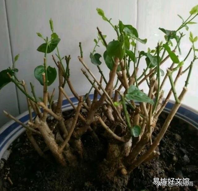 茉莉花不发新枝叶子发黄是什么原因?