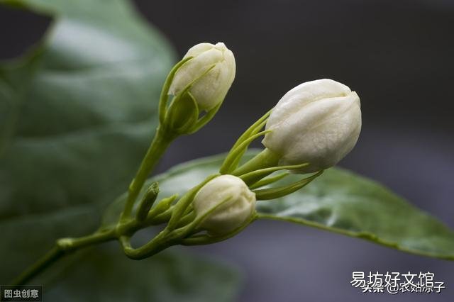 茉莉花不发新枝叶子发黄是什么原因?