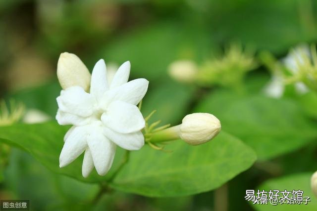 茉莉花不发新枝叶子发黄是什么原因?