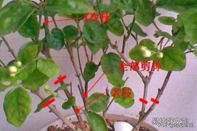 茉莉花不发新枝叶子发黄是什么原因?
