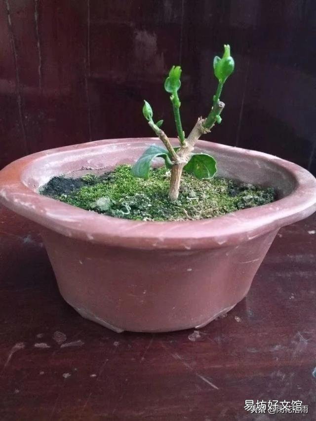 茉莉花不发新枝叶子发黄是什么原因?