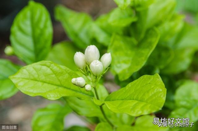 茉莉花不发新枝叶子发黄是什么原因?