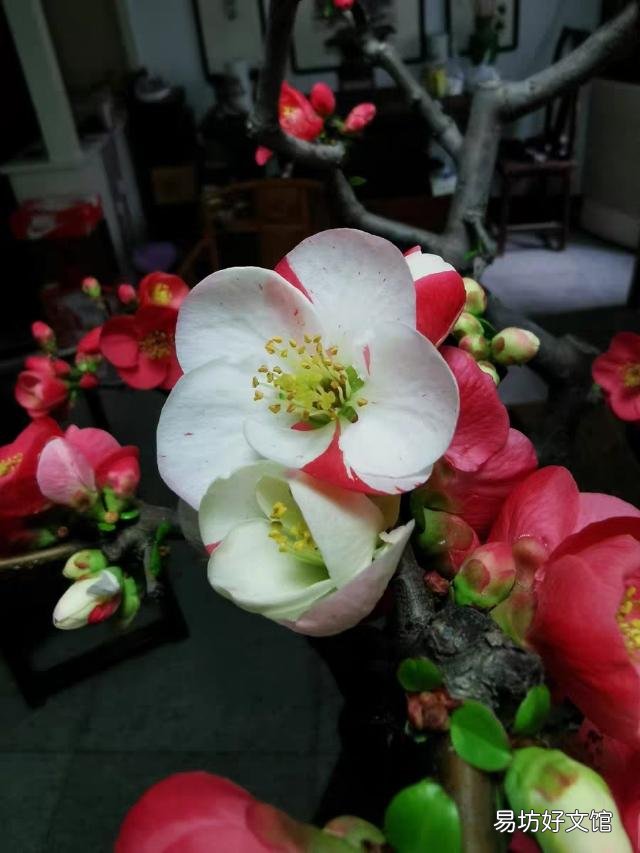 海棠花叶尖黄了,怎么办?