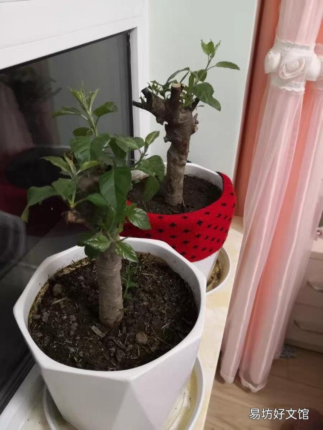海棠花叶尖黄了,怎么办?