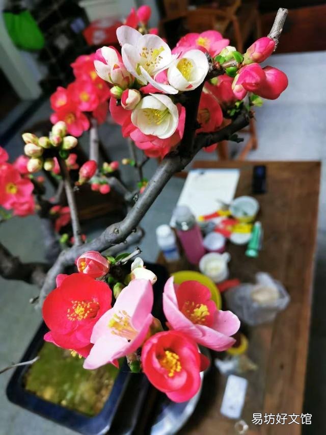 海棠花叶尖黄了,怎么办?