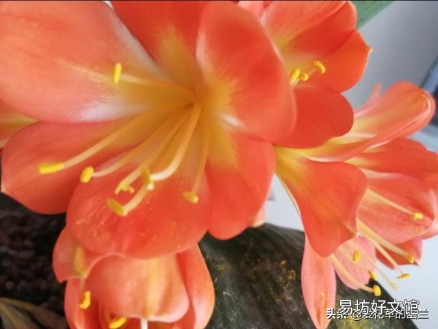 刚买回来的杜鹃花怎样栽种?能晒太阳吗？