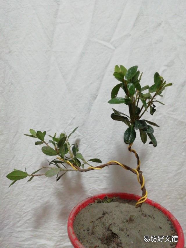 刚买回来的杜鹃花怎样栽种?能晒太阳吗？