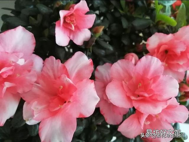 刚买回来的杜鹃花怎样栽种?能晒太阳吗？