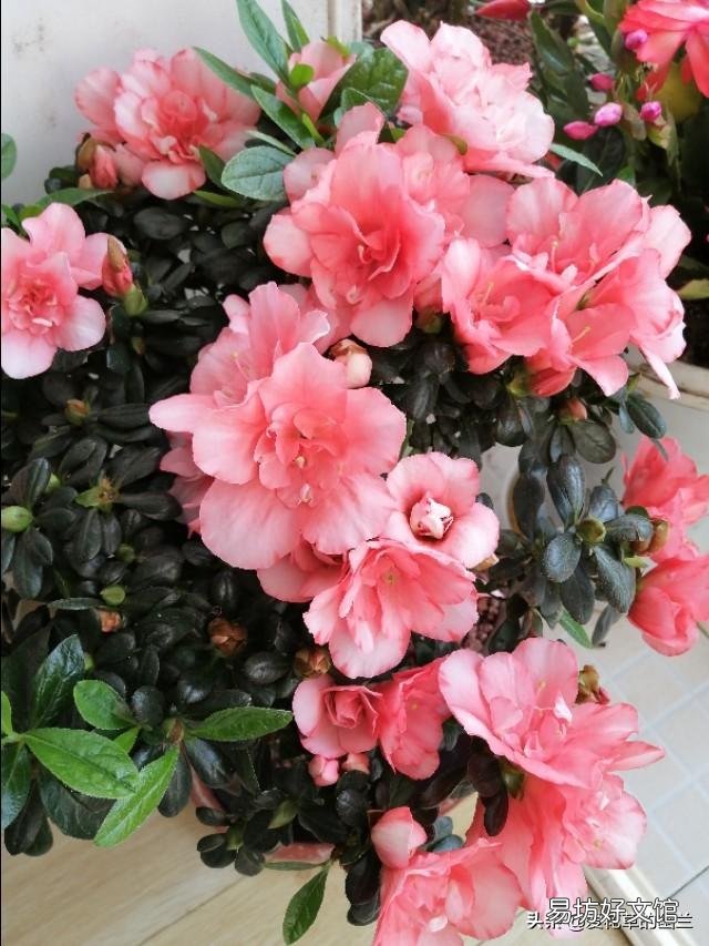 刚买回来的杜鹃花怎样栽种?能晒太阳吗？