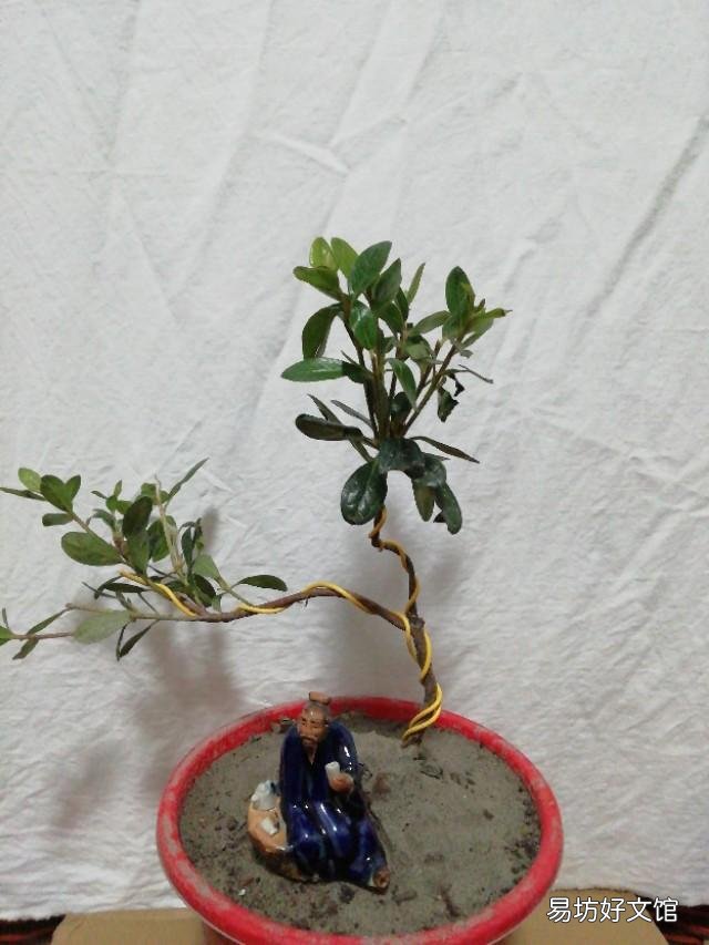 刚买回来的杜鹃花怎样栽种?能晒太阳吗？