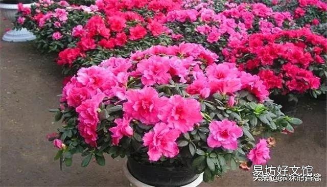 刚买回来的杜鹃花怎样栽种?能晒太阳吗？