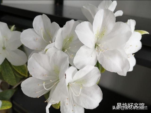 刚买回来的杜鹃花怎样栽种?能晒太阳吗？
