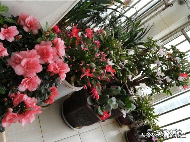 刚买回来的杜鹃花怎样栽种?能晒太阳吗？