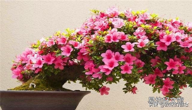 刚买回来的杜鹃花怎样栽种?能晒太阳吗？