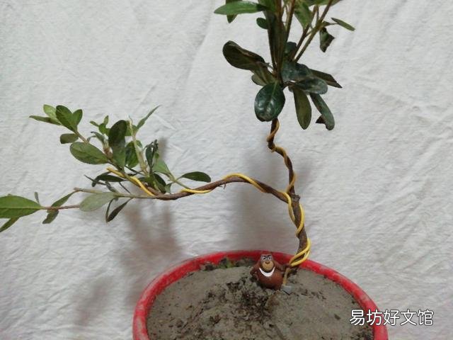 刚买回来的杜鹃花怎样栽种?能晒太阳吗？