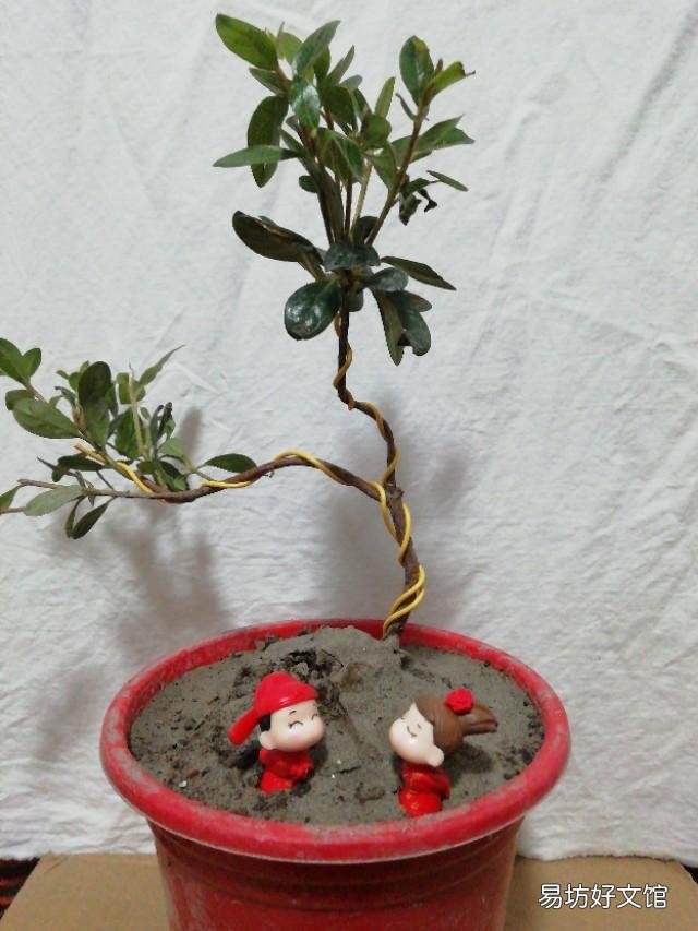 刚买回来的杜鹃花怎样栽种?能晒太阳吗？