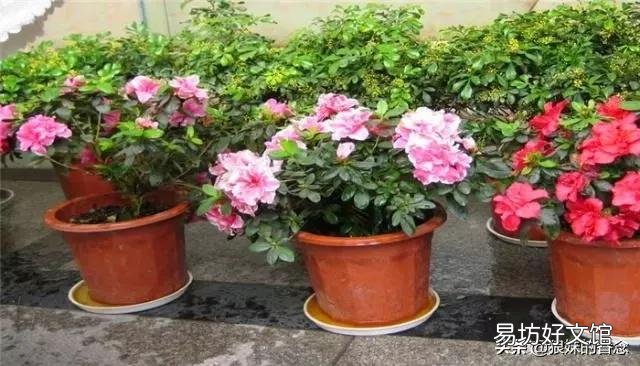 刚买回来的杜鹃花怎样栽种?能晒太阳吗？