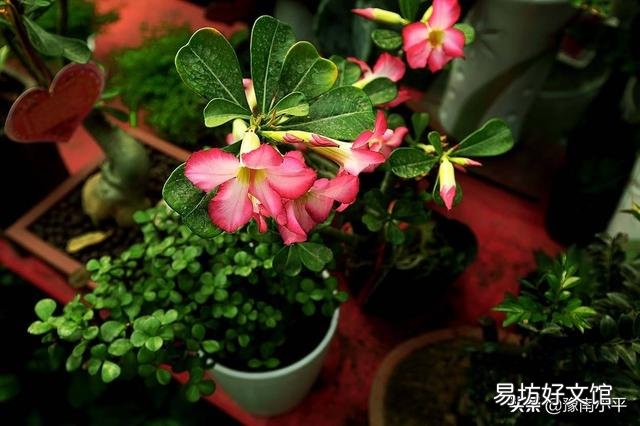 沙漠玫瑰烂心怎么办?