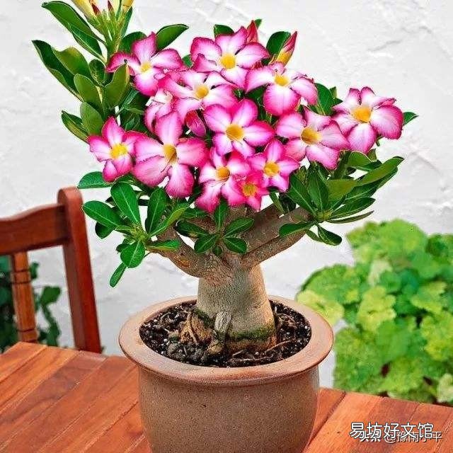 沙漠玫瑰烂心怎么办?