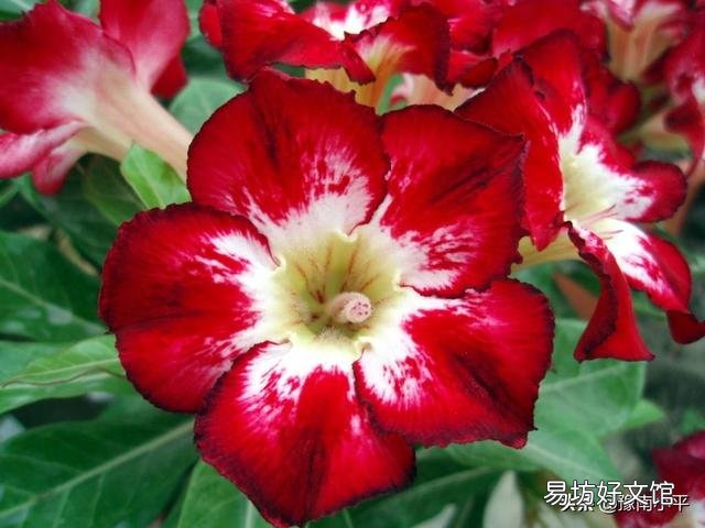 沙漠玫瑰烂心怎么办?