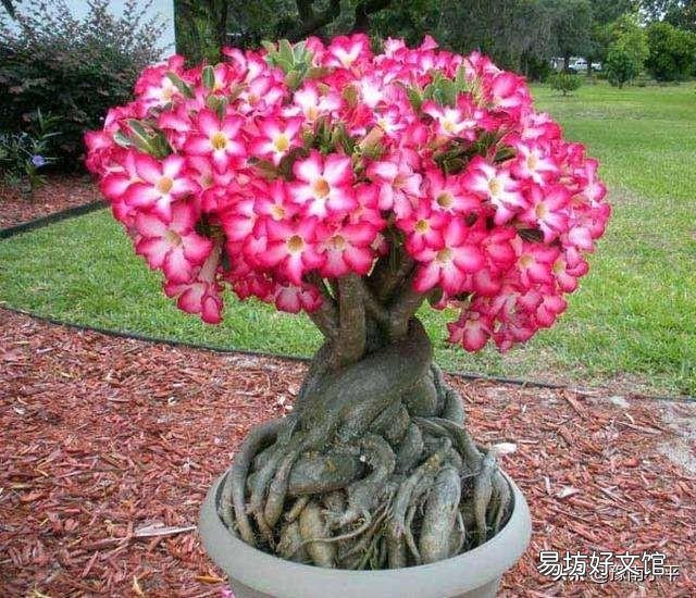 沙漠玫瑰烂心怎么办?
